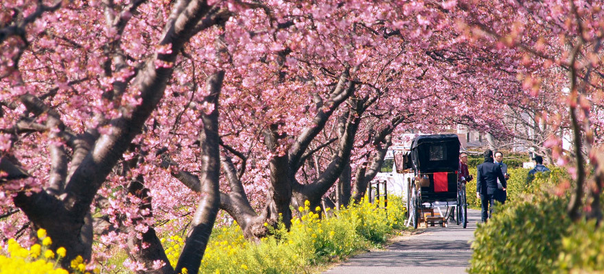 Early-Blooming Sakura in Izu! the Southern Cherry Blossom and Rapeseed Flower Festival