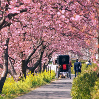 Early-Blooming Sakura in Izu! the Southern Cherry Blossom and Rapeseed Flower Festival