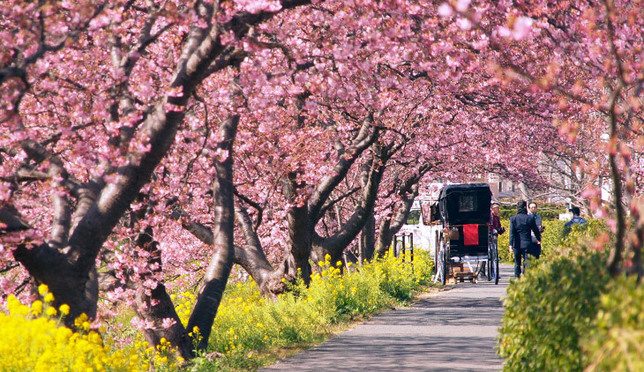 早咲きの桜を楽しめる伊豆半島へ！南伊豆町「みなみの桜と菜の花まつり」