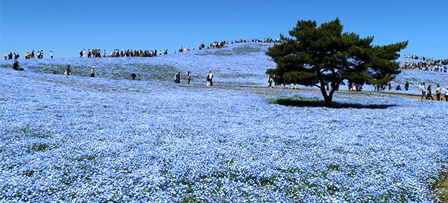 あこがれの絶景 一面に広がる青い花ネモフィラ In 国営ひたち海浜公園 Digjapan