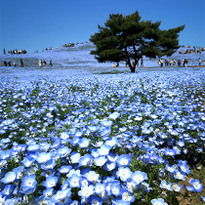 Inspiring Views of Blue Nemophila Flowers at Hitachi Seaside Park