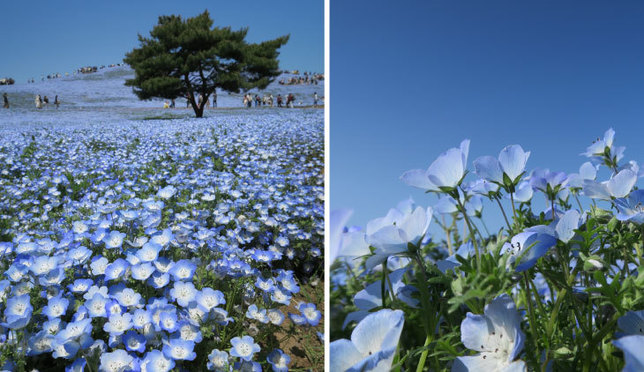 あこがれの絶景！一面に広がる青い花ネモフィラ in 国営ひたち海浜公園