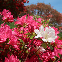 วันหยุดโกลเด้นวีคไปเที่ยวคาซามะกัน! ทั้งเทศกาลดอกสึสึจิ งานเซรามิก และเกาลัค