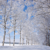 厳冬期にしか見られない幻想的な風景 冬のひがし北海道で出会える「雪と氷のアート」7選