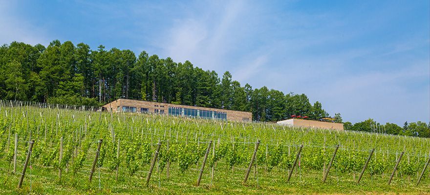 欣賞著漂亮的葡萄園景色，乾杯！北海道「NIKI Hills葡萄酒廠」