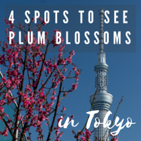 Early Spring Beauties! 4 Spots to See Plum Blossoms in Tokyo