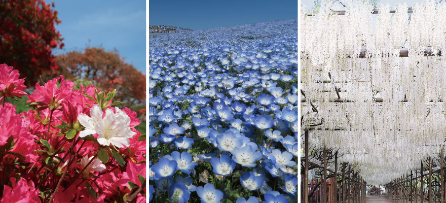 春旅で見逃せない！東京近郊で見つけた絶景花畑5選