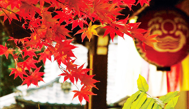 日本赏枫现在出发！京都红叶攻略珍藏版