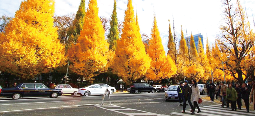Five Can't-Miss Spots for Fall Leaves in Tokyo