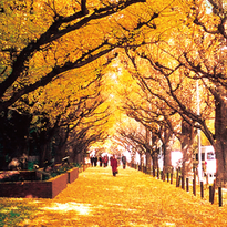 สุขกลางกรุง &quot;Autumn in Tokyo&quot;