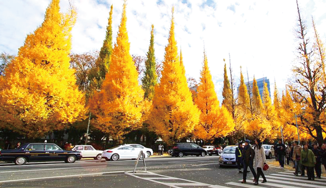 Five Cant-Miss Spots for Fall Leaves in Tokyo