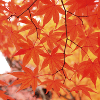 5 สถานที่ถ่ายรูปสวยๆ แล้วคุณจะหลงรัก &quot;Autumn in Kyoto&quot;