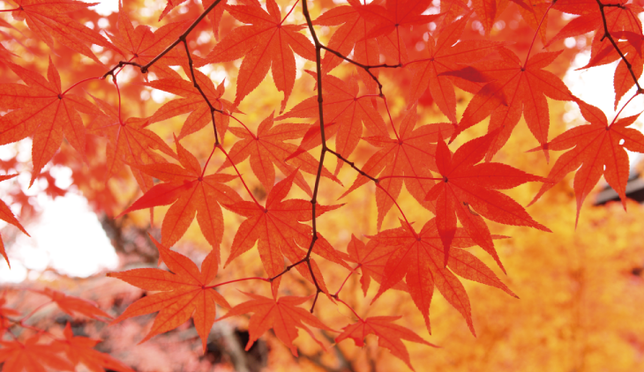 5 สถานที่ถ่ายรูปสวยๆ แล้วคุณจะหลงรัก &quot;Autumn in Kyoto&quot;