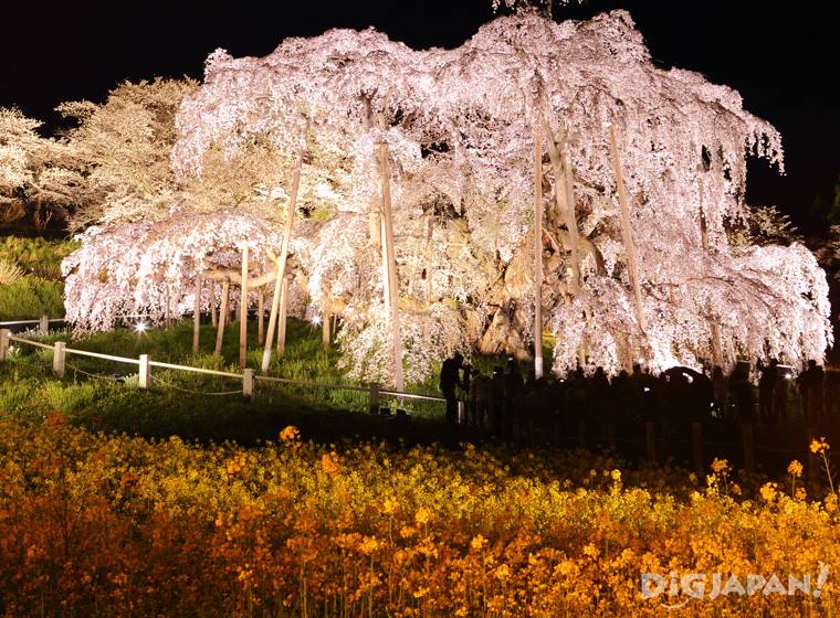 三春の滝桜（福島県）