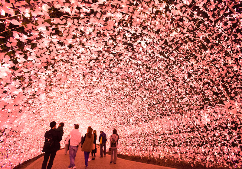 2017年新登場の「桜」をイメージした光のトンネル