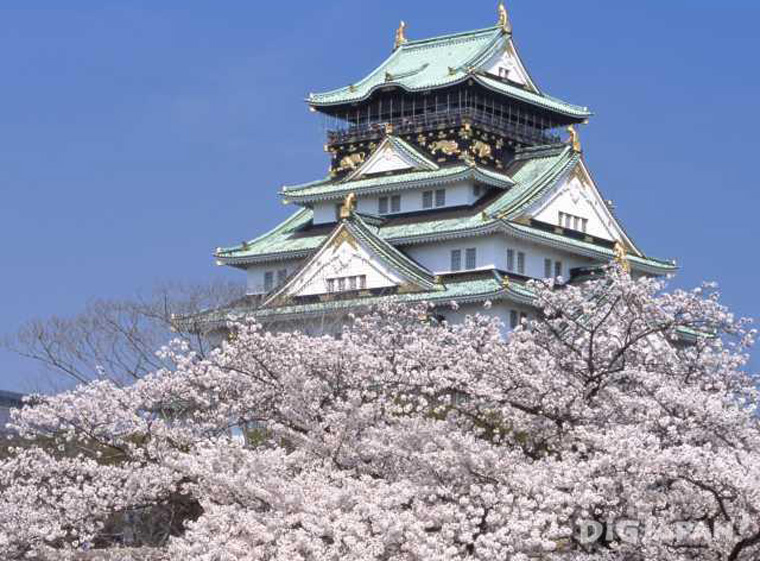 Sakura at Osaka Castle Park in Osaka