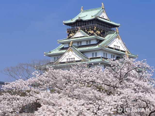 Sakura at Osaka Castle Park in Osaka