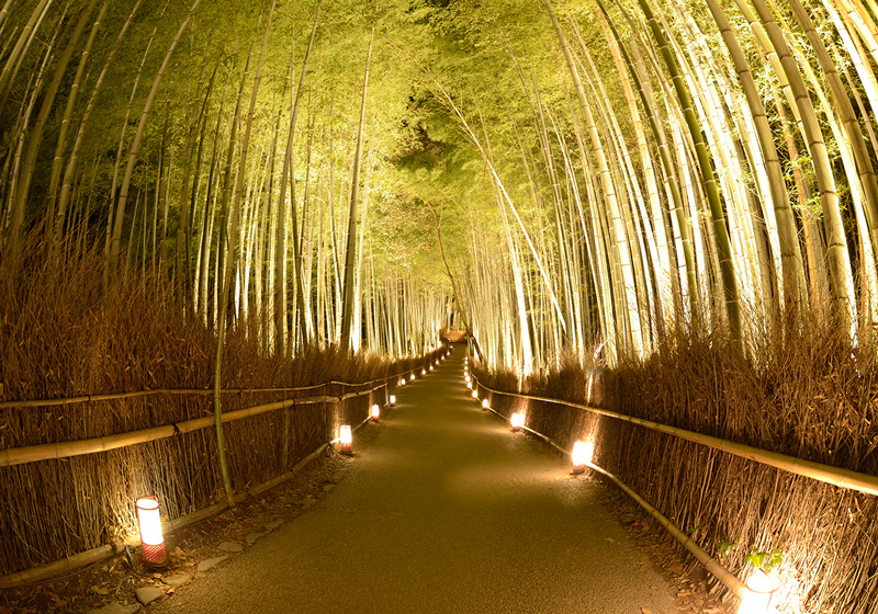 京都・嵐山花灯路　竹林の小径