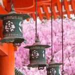 About the sakura blooming season