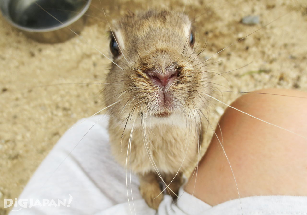 大久野島-野生兔-可愛的模樣