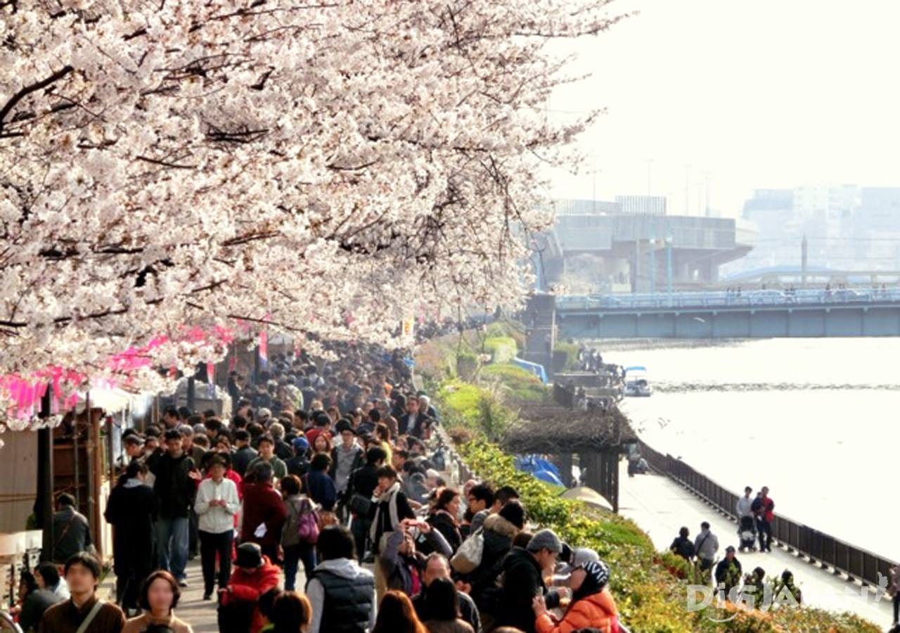 Sakura at Sumida River 1