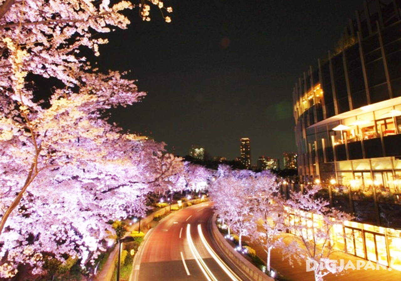 Sakura at Tokyo Midtown 1