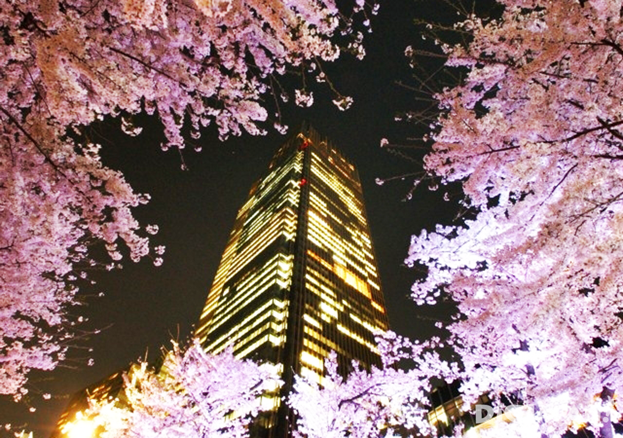 Sakura at Tokyo Midtown 2