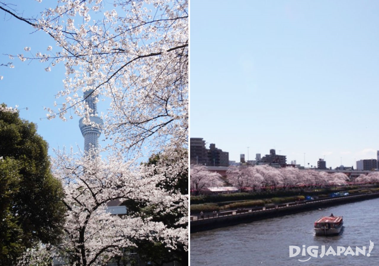 Sakura at the Sumida River 2