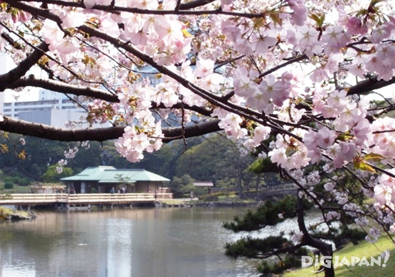 Sakura at Hamarikyu 1