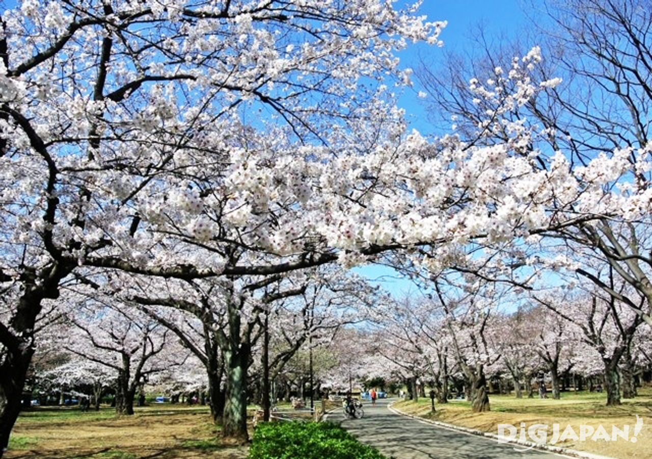 Sakura at Yoyogi Park 1