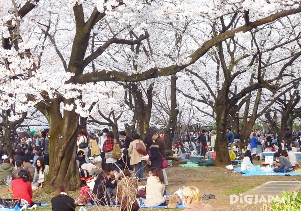 Sakura at Yoyogi Park2