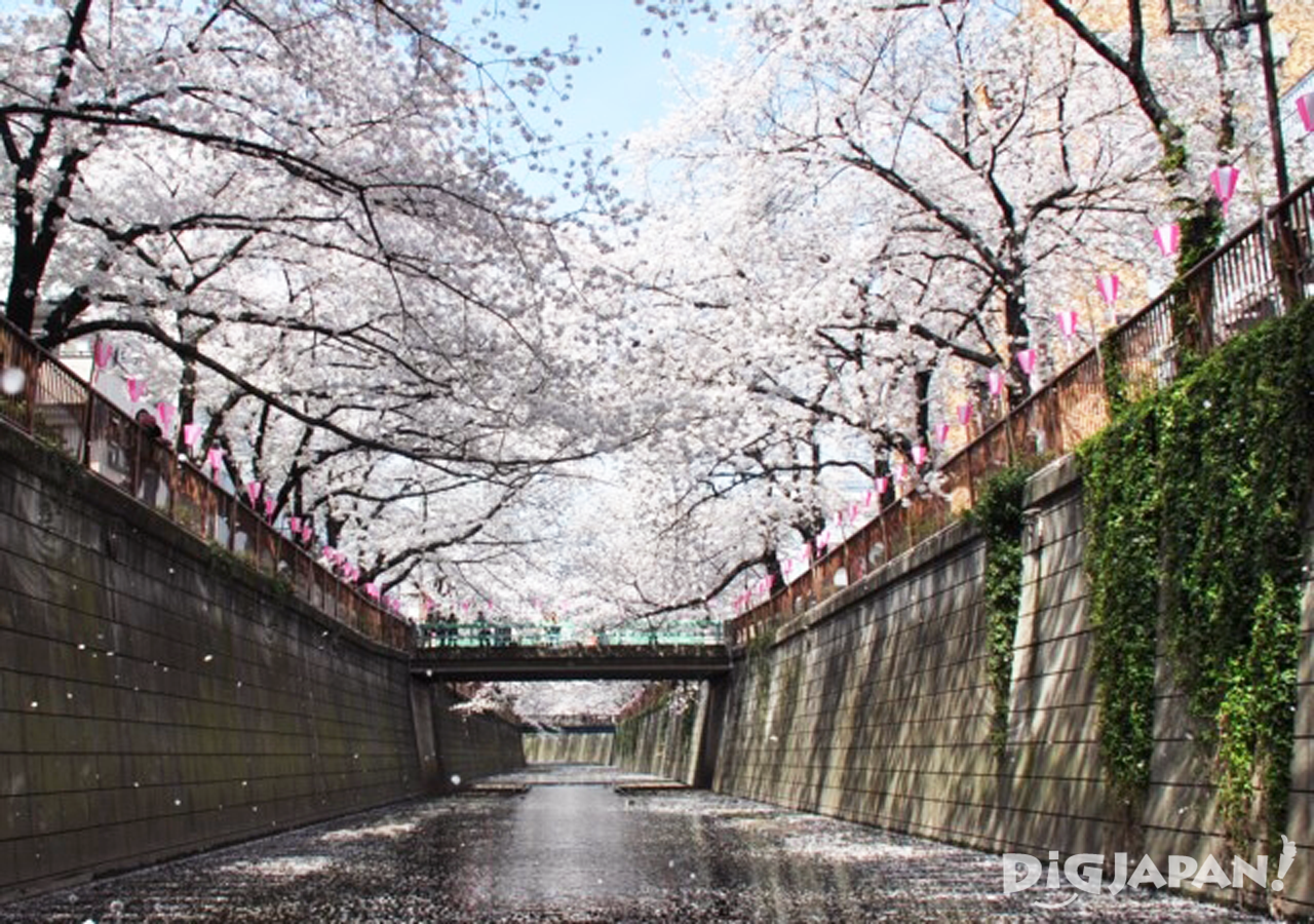 Sakura at Meguro River 1