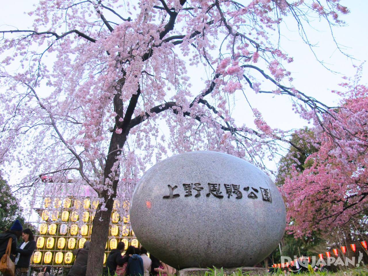 Sakura in Ueno Park 1