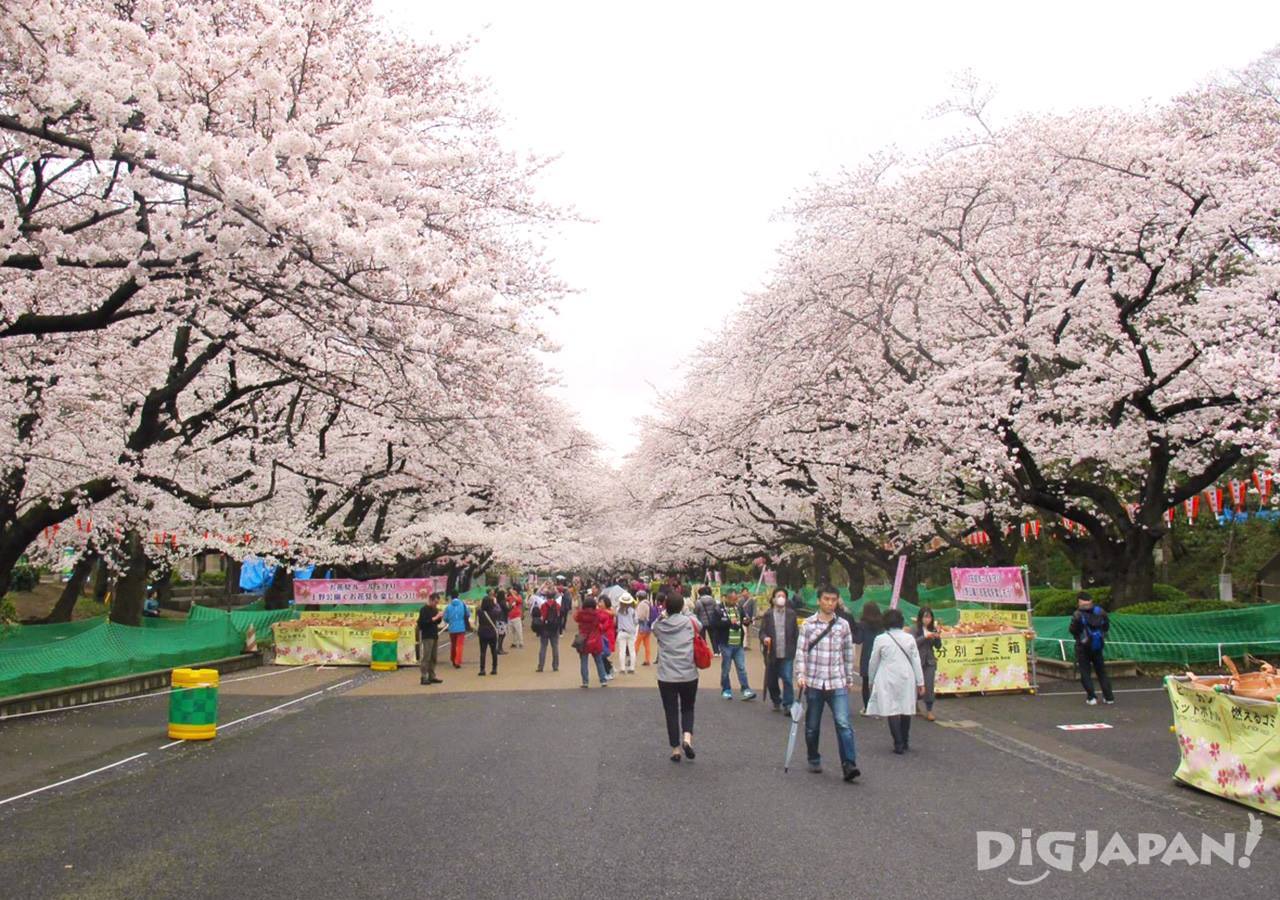 Sakura in Ueno Park 2