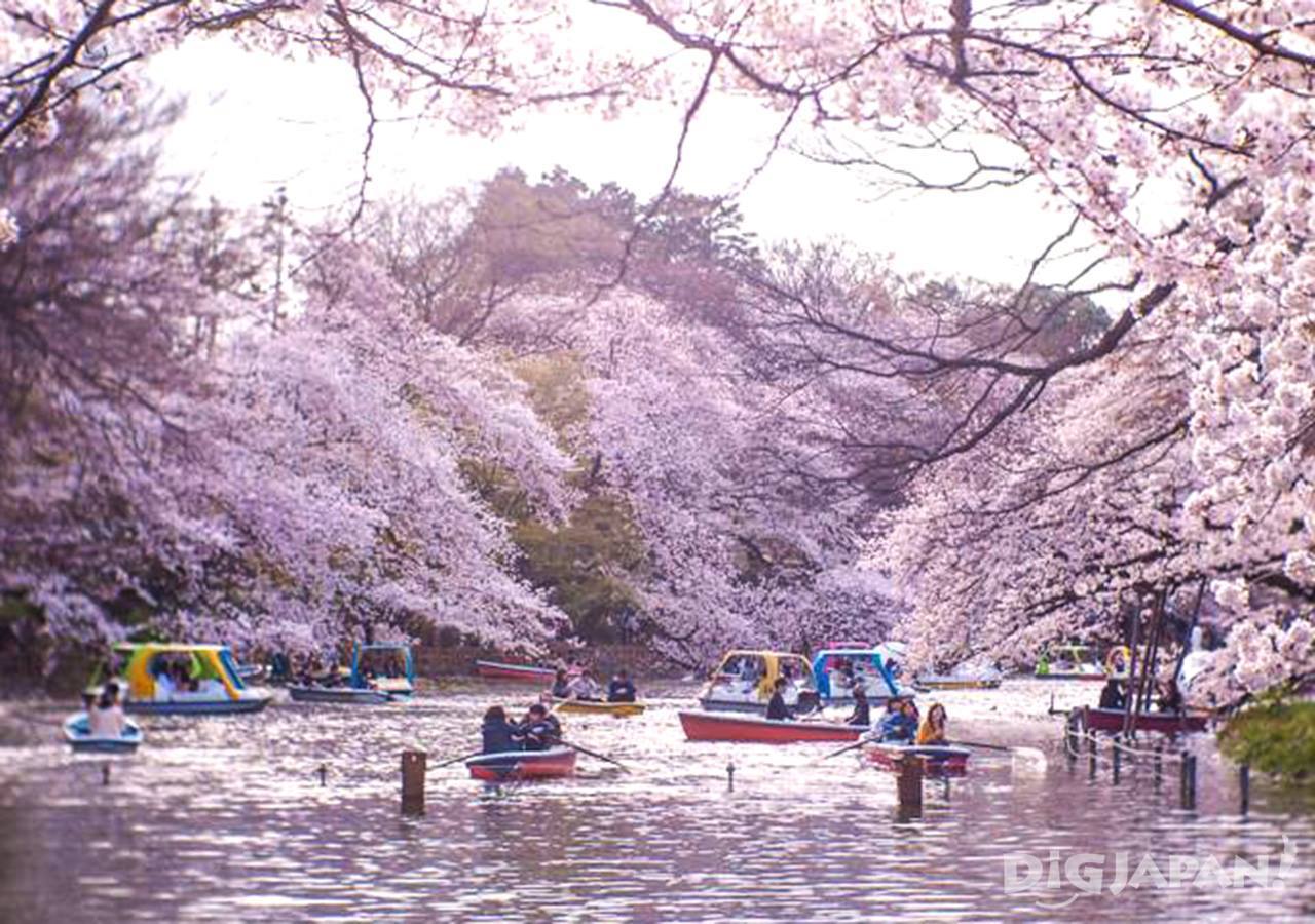 Sakura at Inokashira Park 2