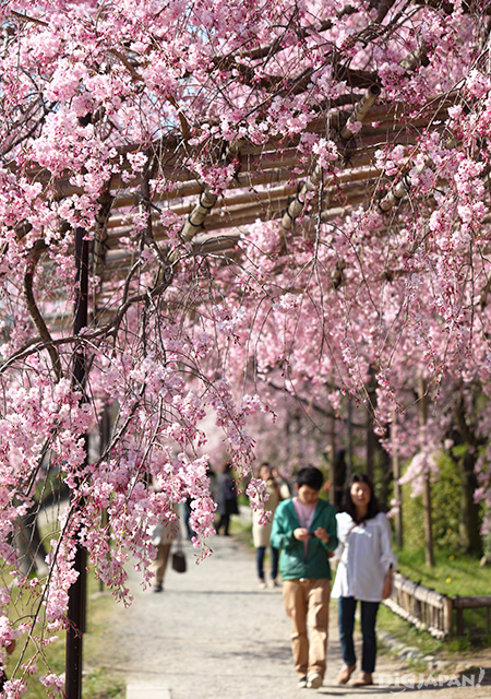 Sakura at Nakaragi No Michi 