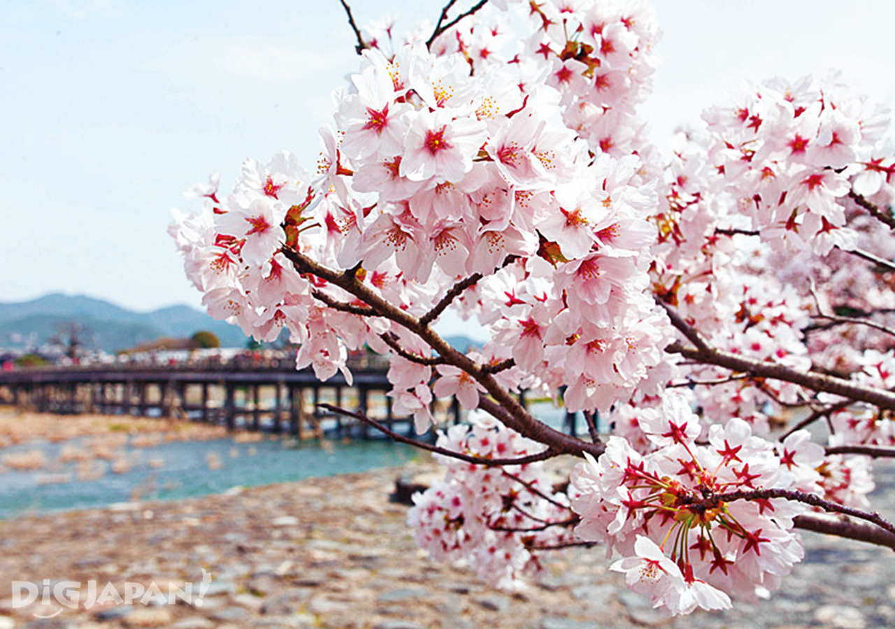 Sakura at Togetsukyō Bridge in Arashiyama