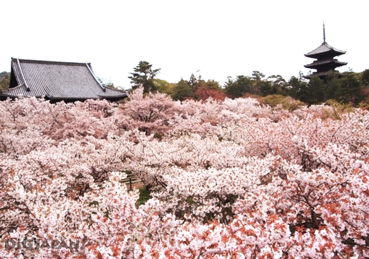 Sakura at Ninna-ji Temple