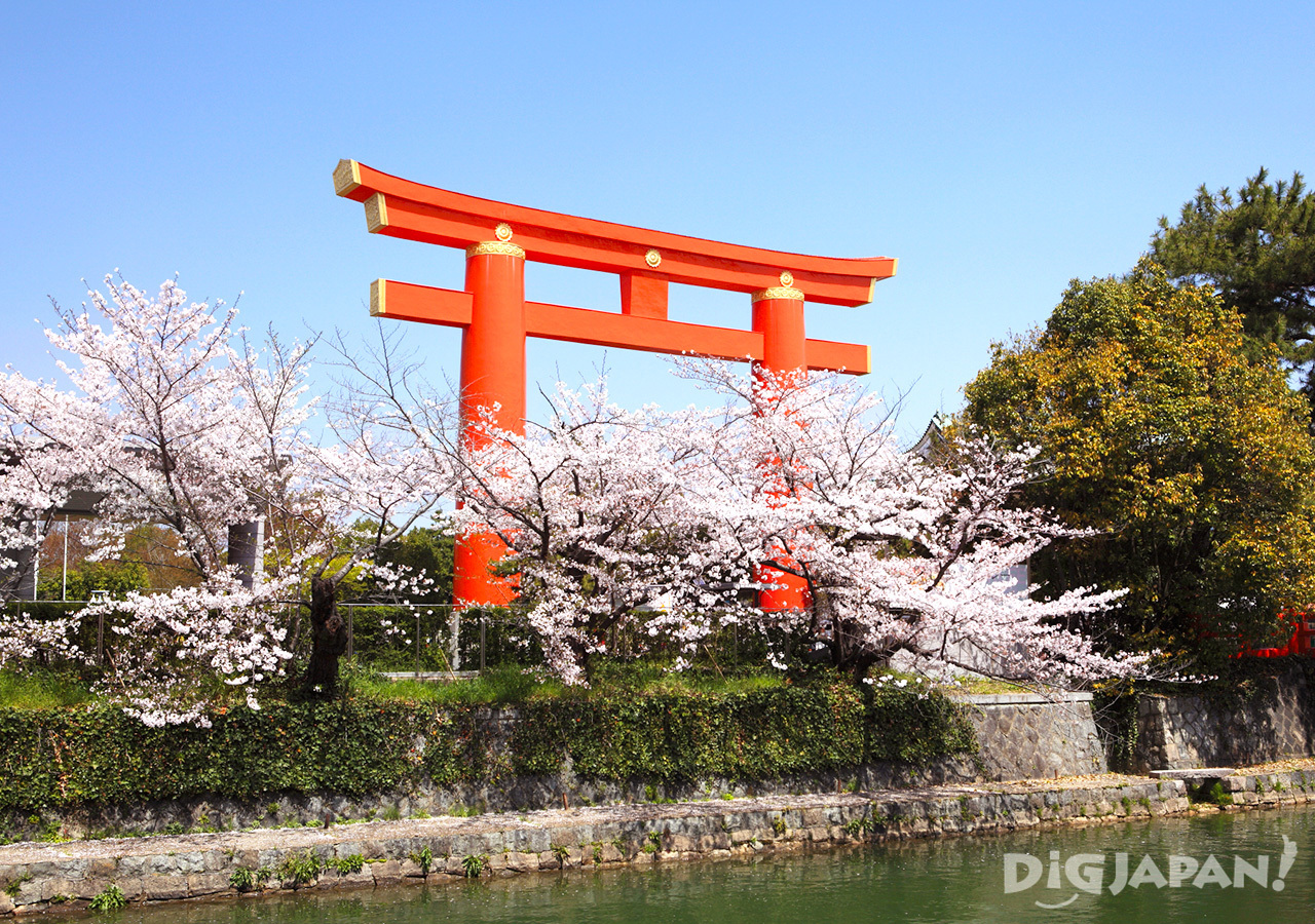 Sakura near the torii of Heian Jingu Shrine 