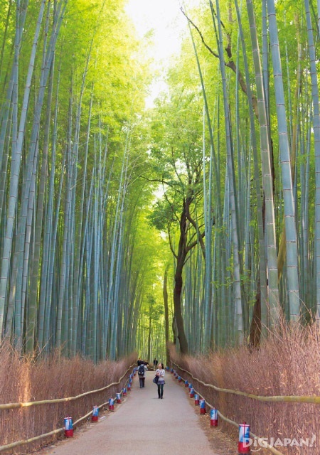 아라시야마 추천 관광 대나무숲