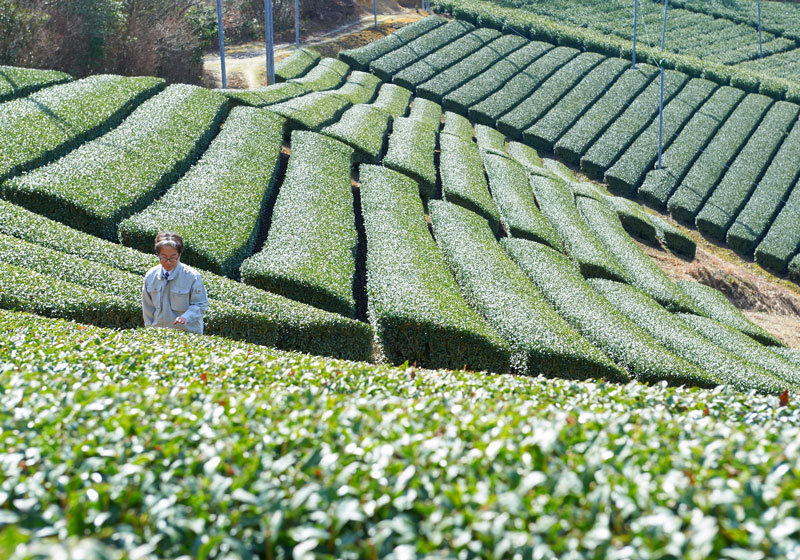 Fields of green tea in Japan