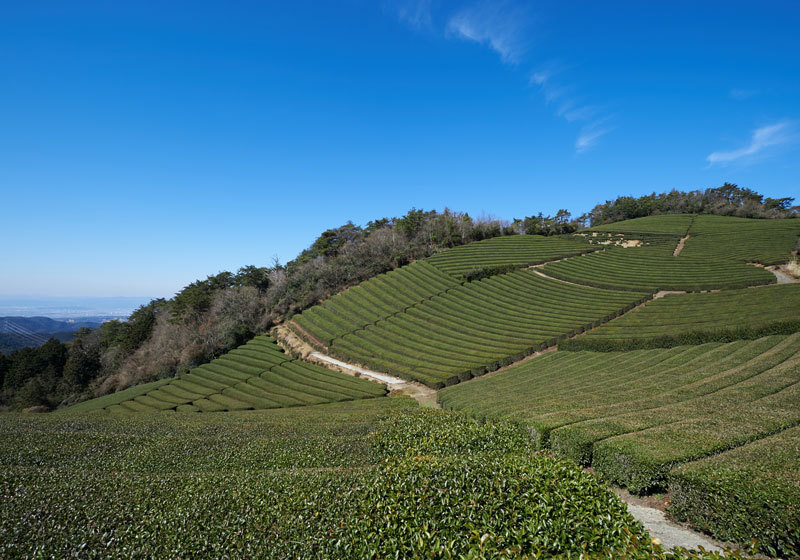 tea farm in Japan
