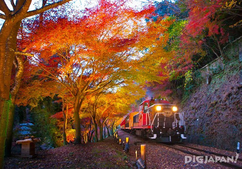 Illuminated foliage in Arashiyama