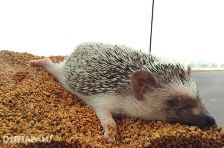 A sleepy hedgehog
