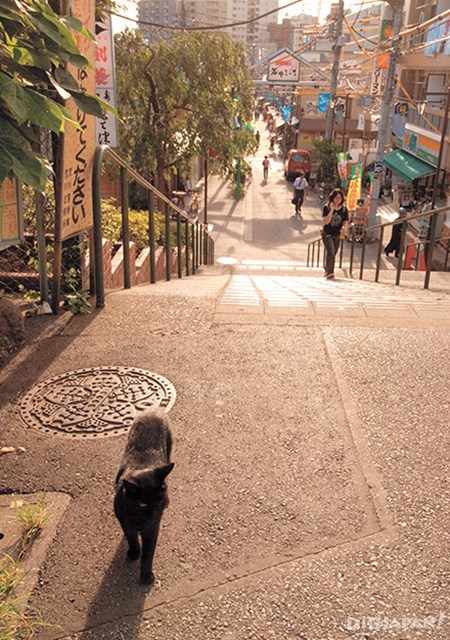 タイ人と行く猫の街 谷中で人気のおすすめ8選 Digjapan