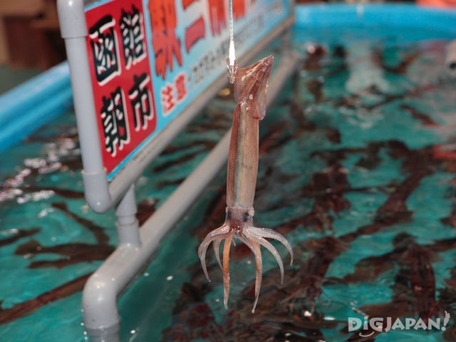 Catching squid at the Hakodate Morning Market