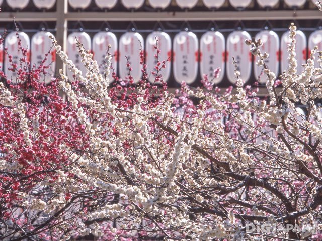 Plum Blossms at Kitano Tenmangu Shrine 2