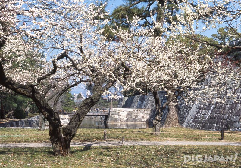 Plum blossoms at Nijo Castle