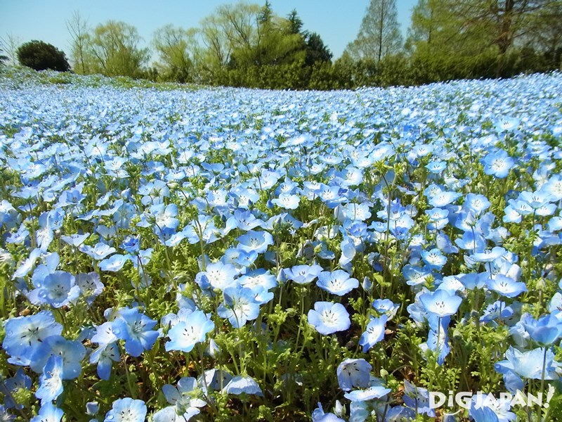 東武寶藏花園藍色琉璃唐草