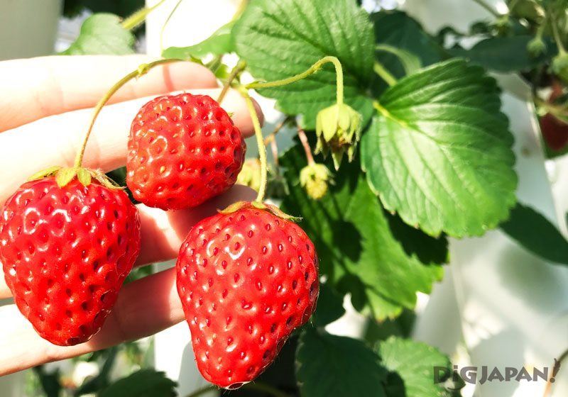 Mother Farm - Strawberry picking3